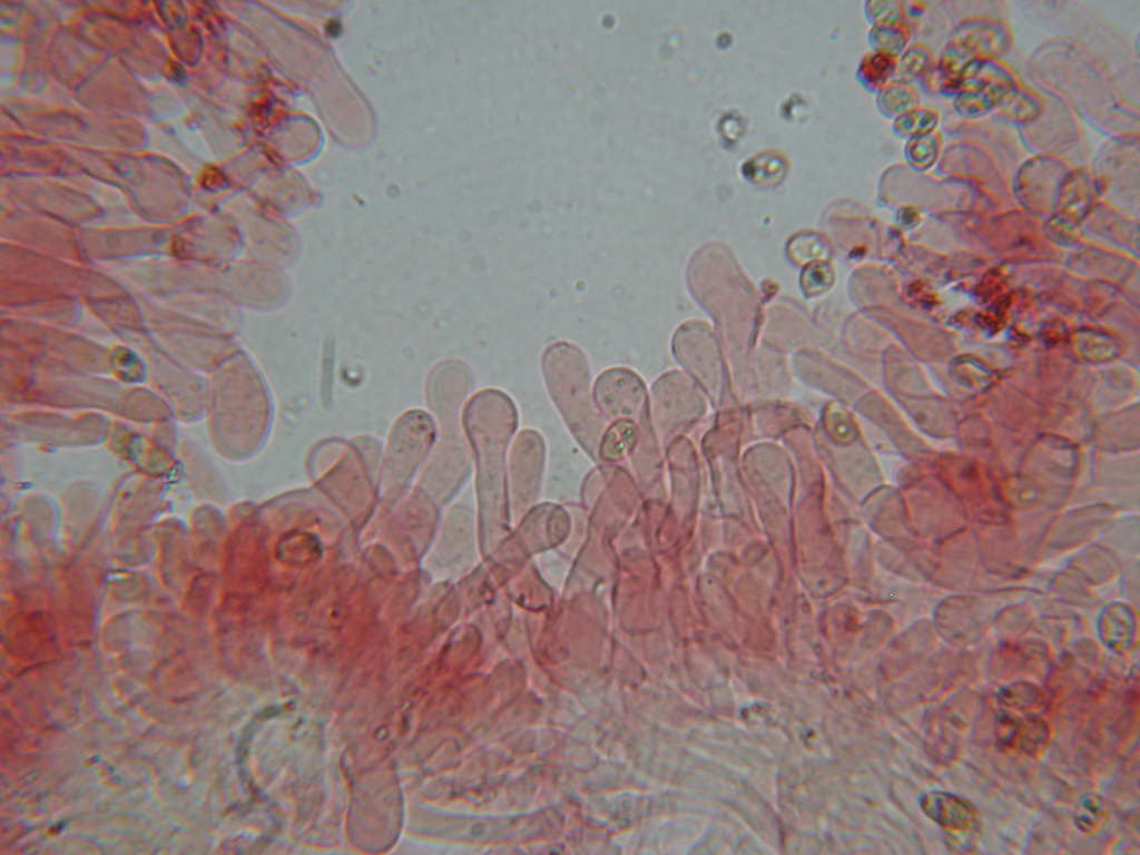 O l''uno... o l''atro???